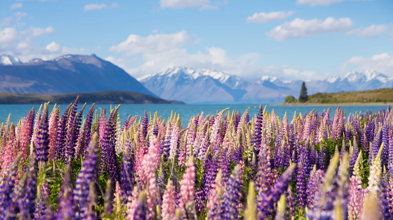 KKTWW New Zealand